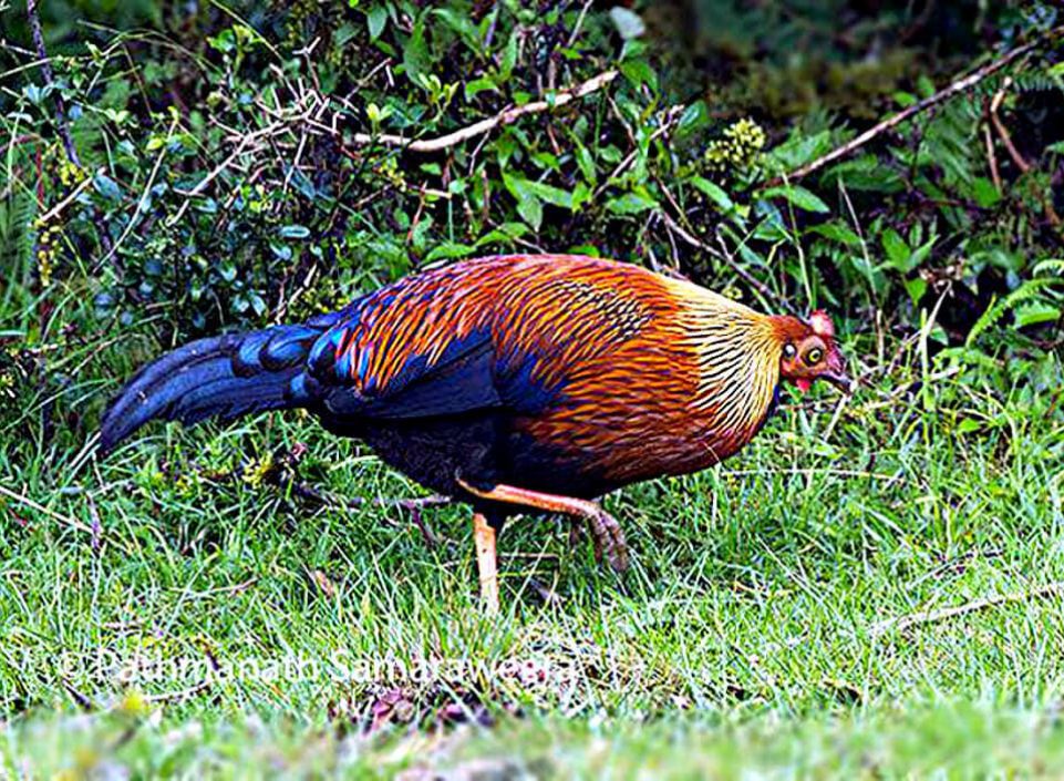 Lafayettii macho © Pathmanath Samaraweera, Horton Plains NP, Sri Lanka, Julio 2013