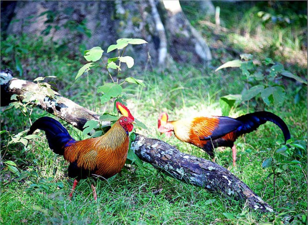 Lafayettii pareja machos © Vilmos Vincze, Anuradhapura, Norte Central, Ceilán.