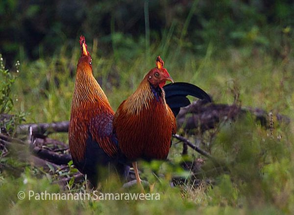 Lafayettii pareja machos © Pathmanath Samaraweera, Bundala, Sri Lanka.