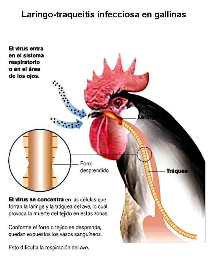 Laringotraqueitis infecciosa en gallinas