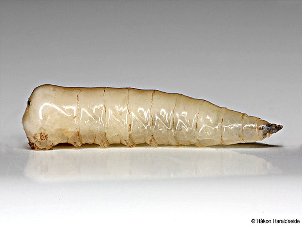 Larva Muscina stabulans falsa