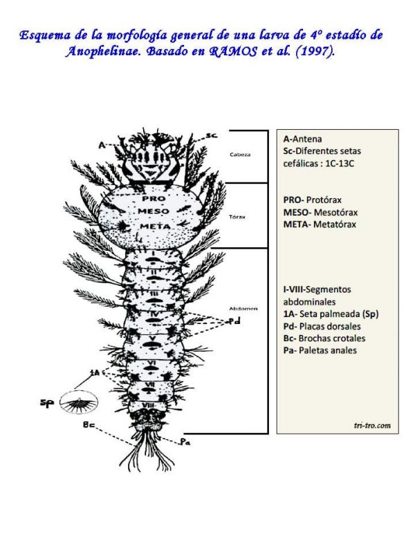 Larva de Anophelinae en 4ª estadio basado en Ramos (1997)