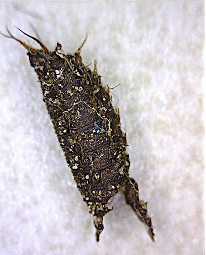 resto de la pupa después de nacer.