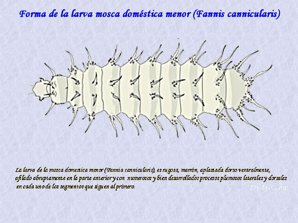 Fania canicularis. Forma de la larva mosca menor.