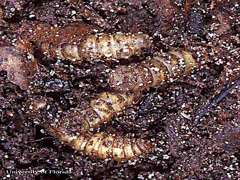 Las larvas de la mosca soldado negra, Hermetia illucens (Linnaeus), en compost, Fuente: Lyle J. Buss