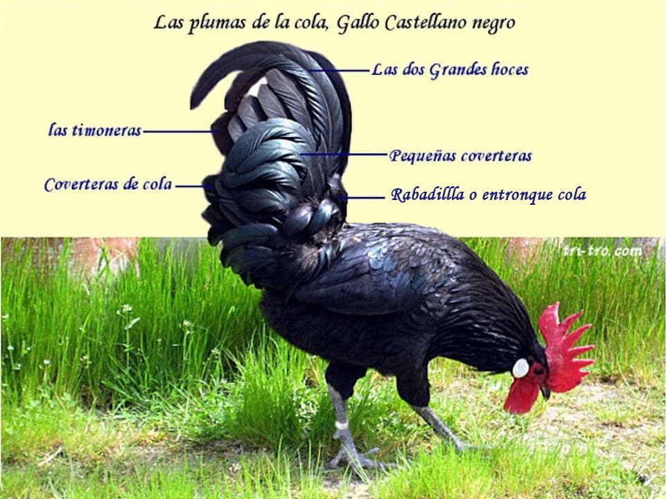 Las plumas de la cola, Gallo Castellano negro.