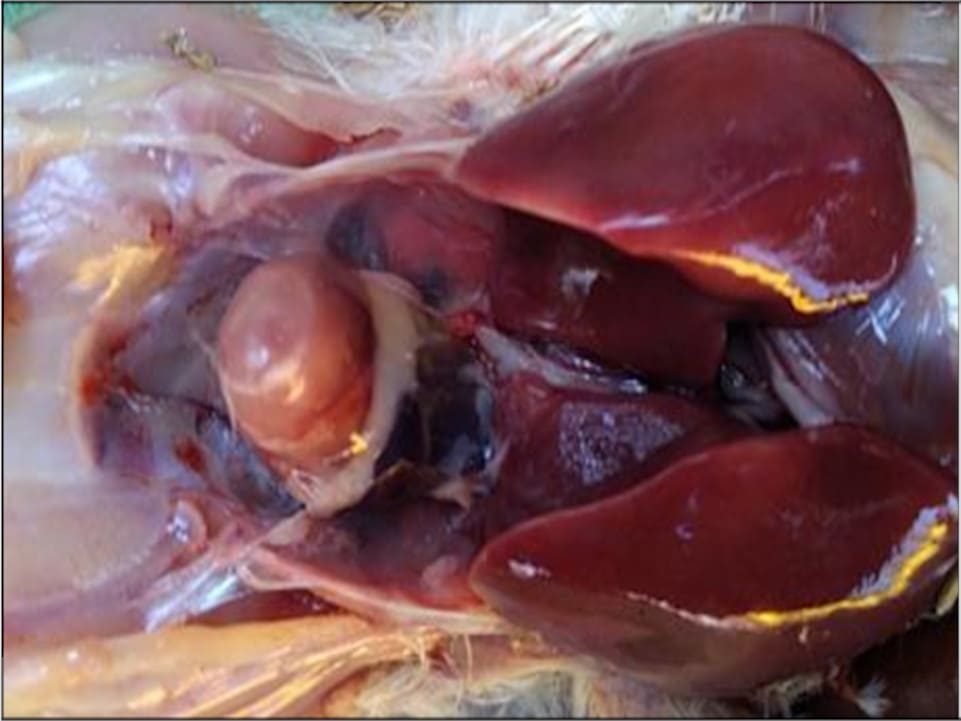 colibacilosis gallinas pericarditis higado