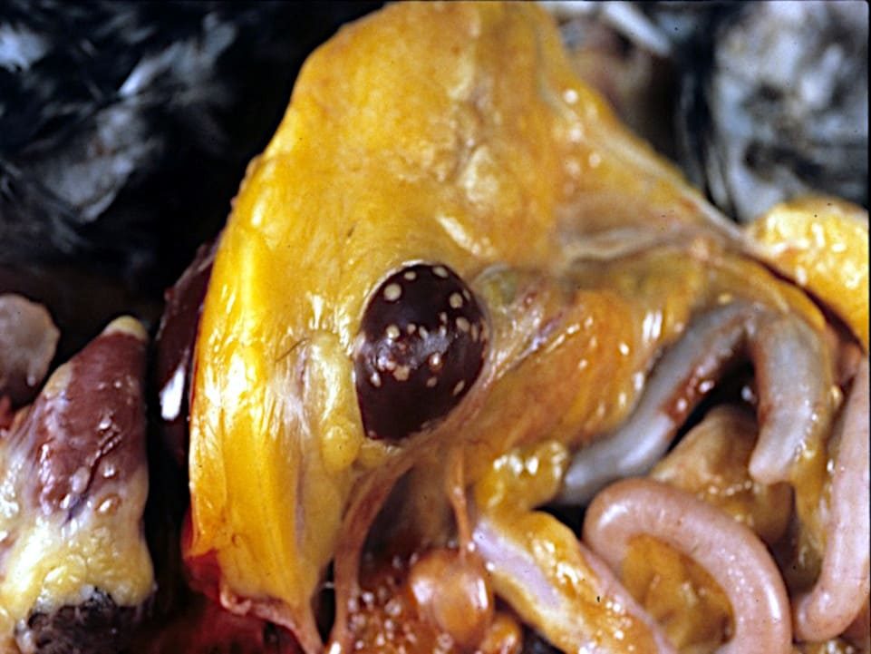 Pullorosis gallinas, lesiones hígado, infección interna.
