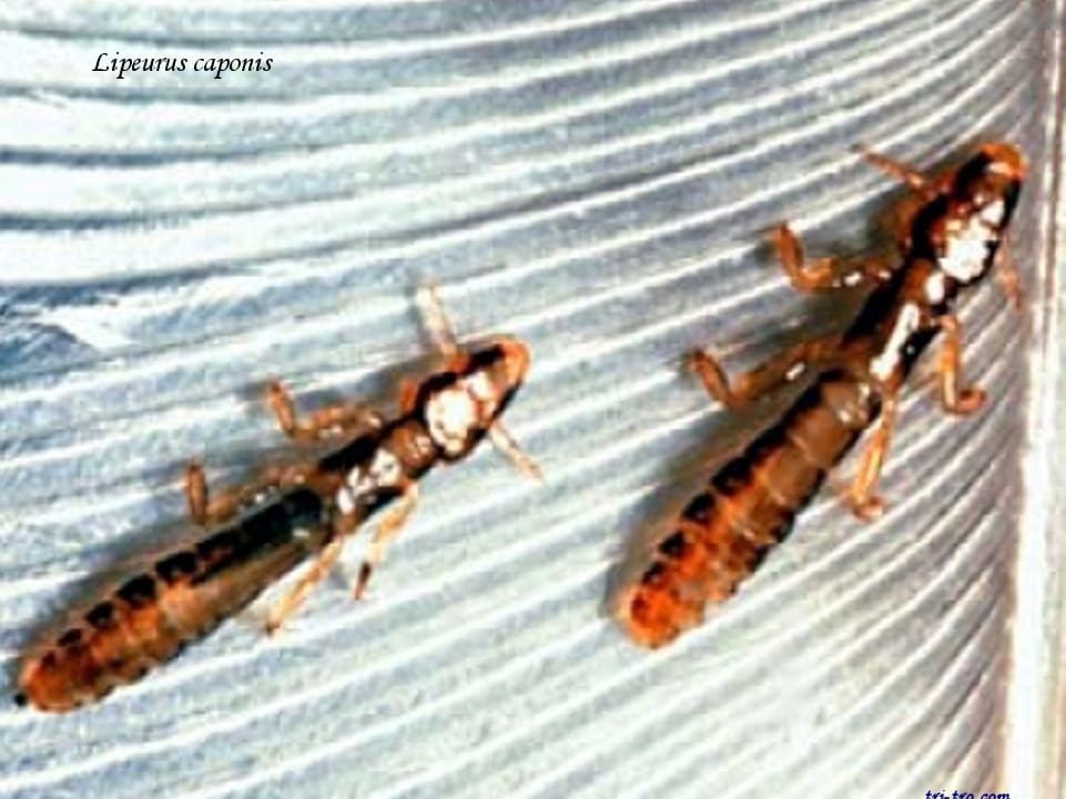 Pareja de Lipeurus caponis en la pluma