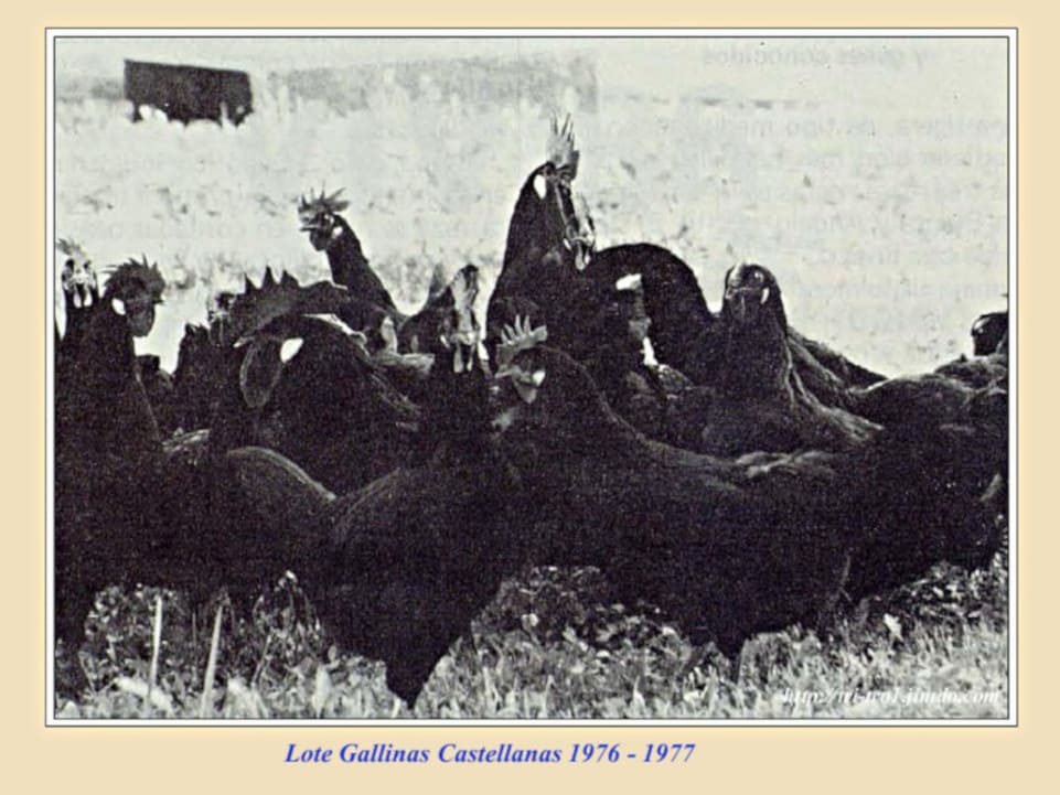 Lote Gallinas Castellanas negras 1976 -1977