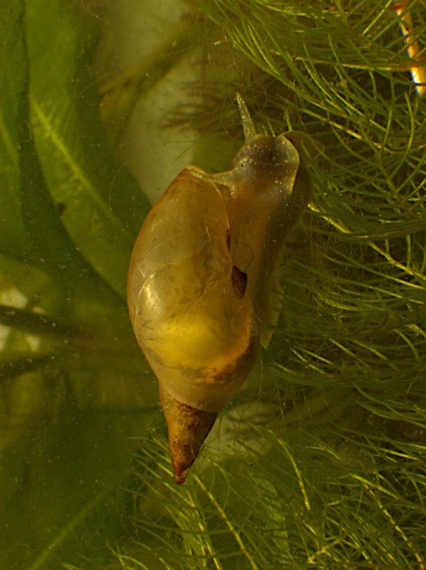 Caracol de agua Lymnaea stagnalis