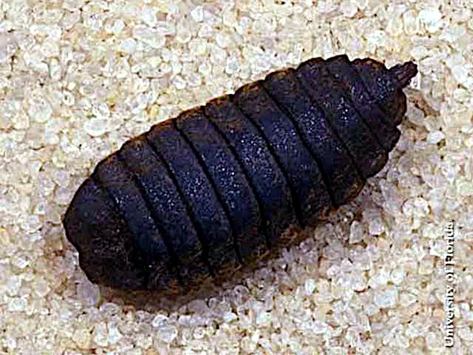 Pupa de la mosca soldado negra