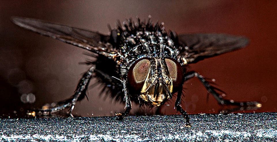 M. stabulans falsa, cabeza, foto Holguer Lopezun