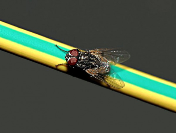 Macho mosca doméstica en un cable de luz, foto de Kamranki.