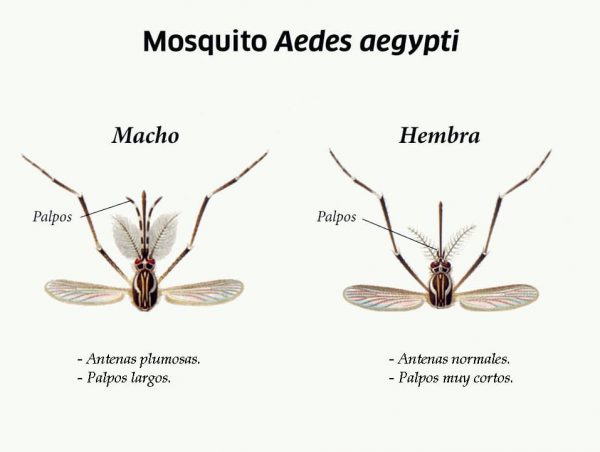 Diferencias macho y hembra mosquito