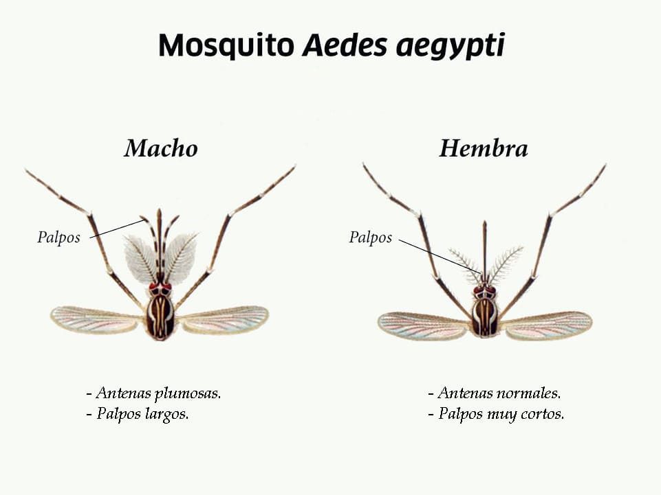 Diferencias macho y hembra mosquito