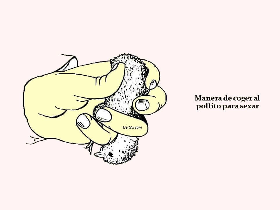 Manera de coger el pollito para sexar