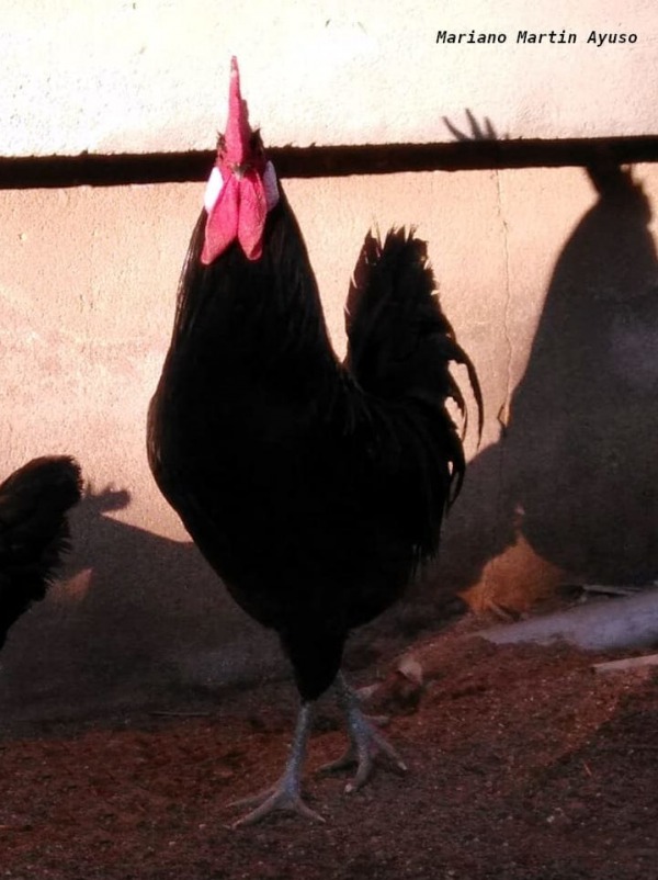 Gallo Castellano negro