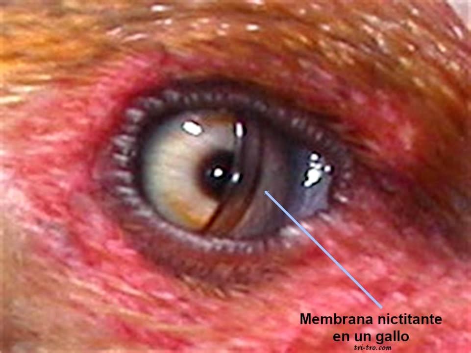 Membrana nictitante en un gallo.