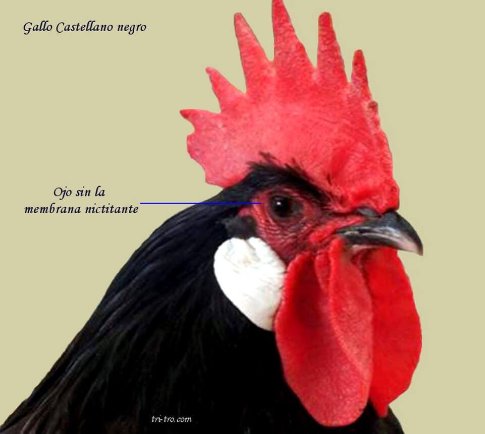 Ojo de gallo normal en Castellano