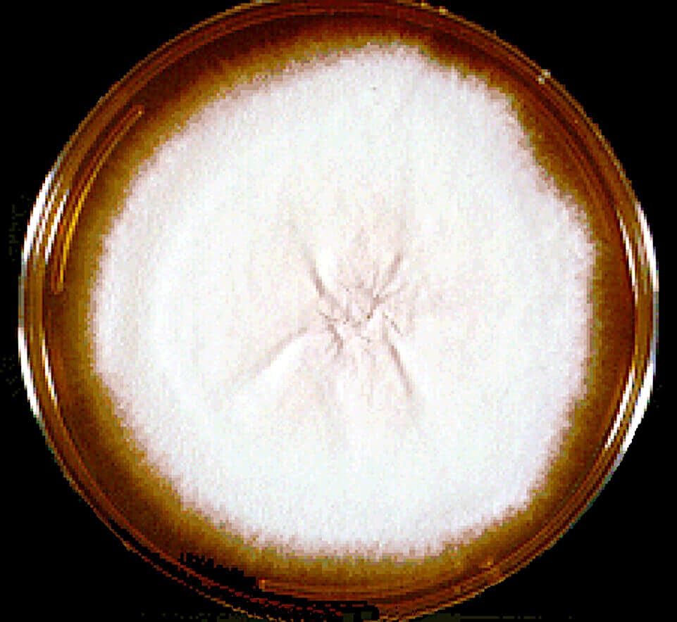 Microsporum gallinae