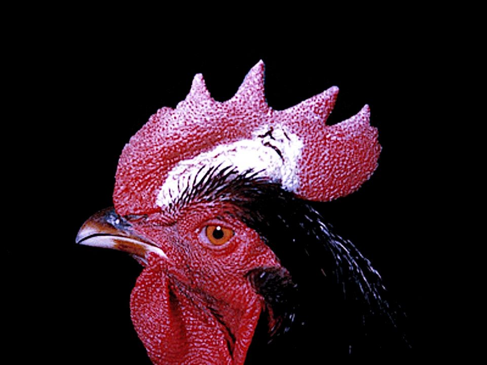 Dermatomicosis en gallo