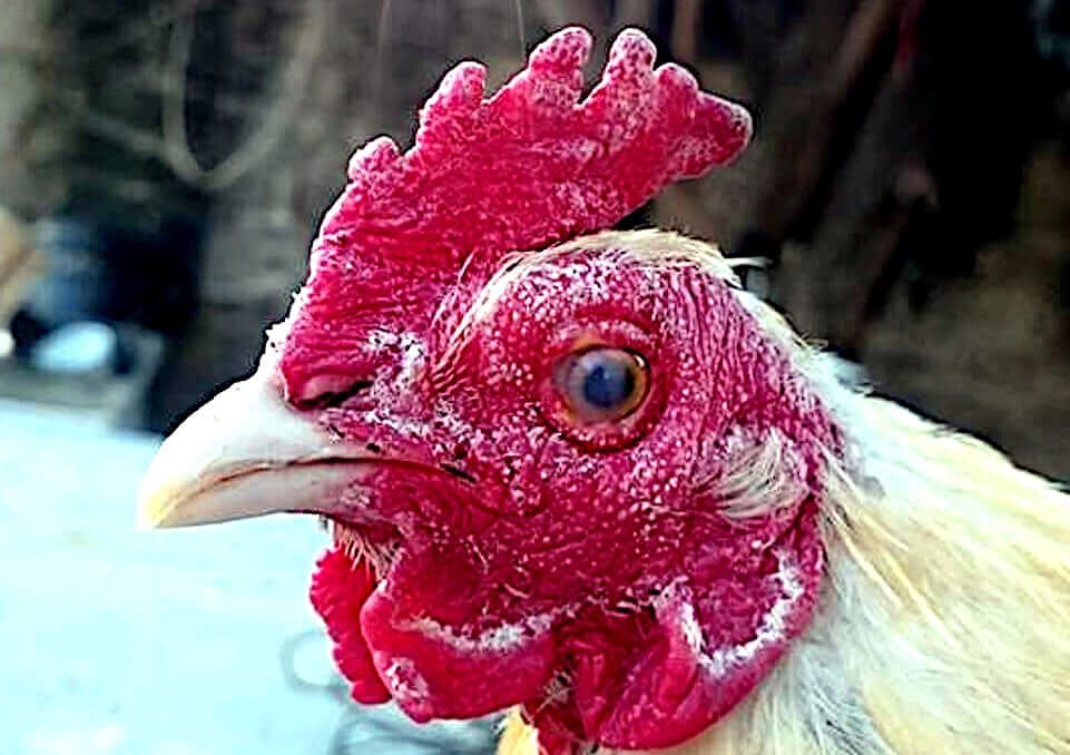 Microsporum gallinae, en barbillas gallo