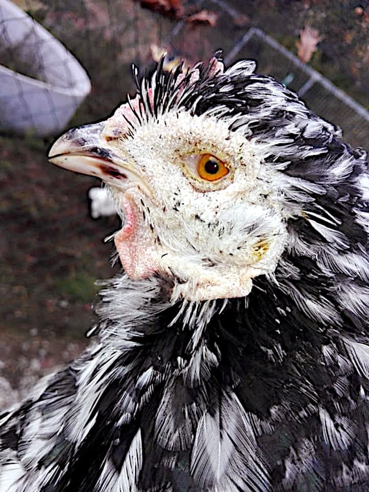 Microsporum gallinae, en cara gallina