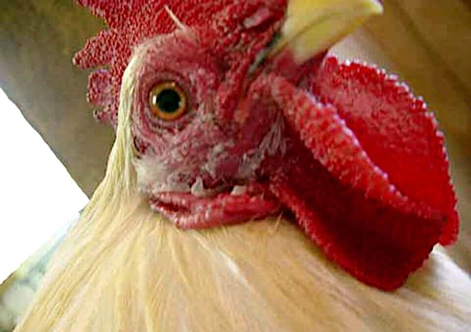 Microsporum gallinae, en cara gallo