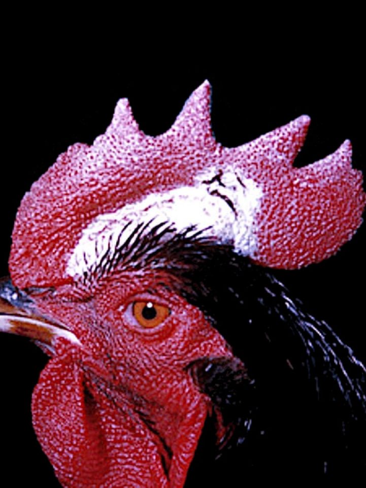 Dermatomicosis en cresta de gallo