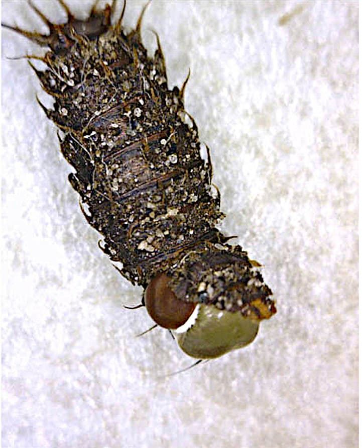 Rompiendo la pupa 2