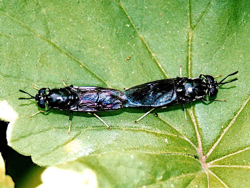 Mosca soldado negra apareamiento
