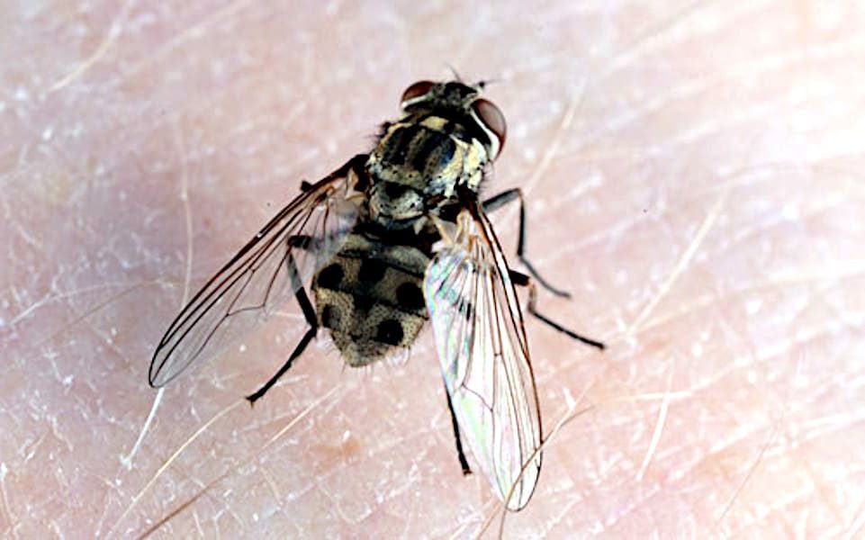 Mosca del establo chupando, crédito Lyle Buss