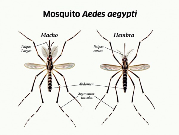 Mosquito Aedes, macho y hembra