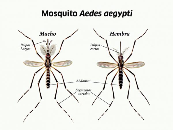 Mosquito Aedes, macho y hembra