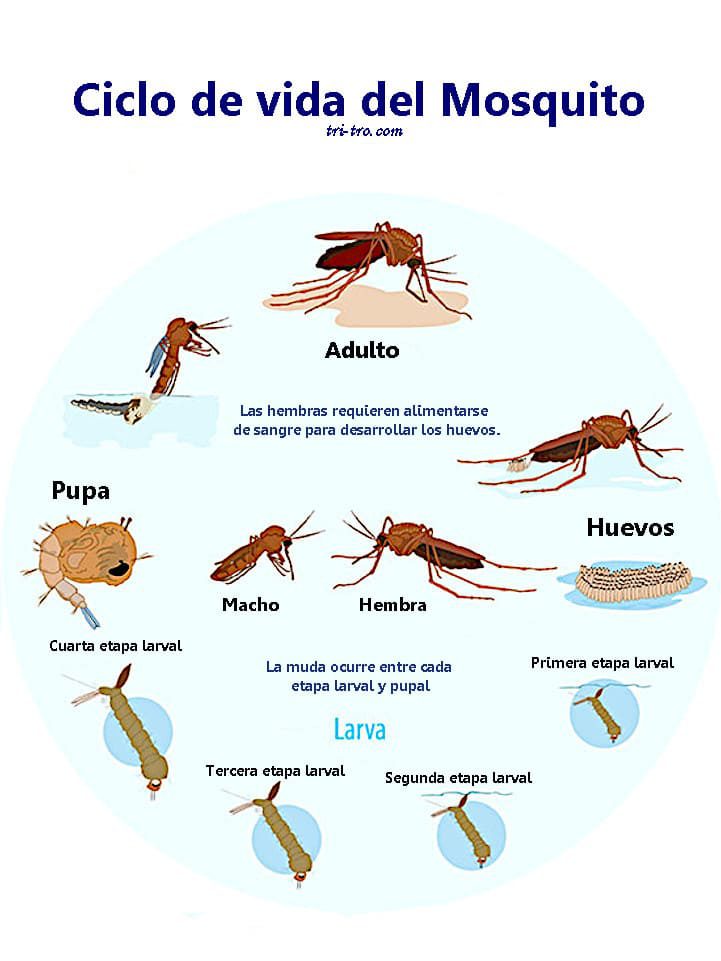Mosquito ciclo de vida