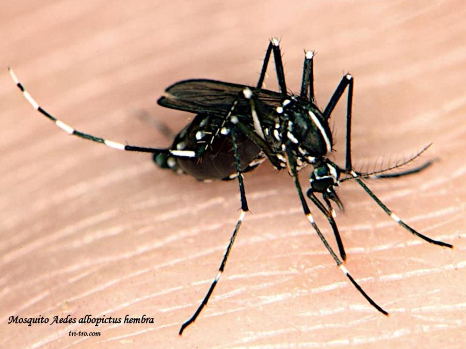 Mosquito tigre asiático Aedes albopictus, hembra.