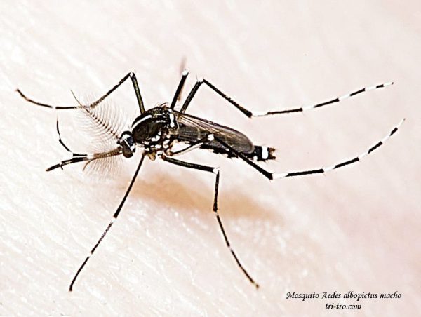 Mosquito tigre asiático Aedes albopictus, macho.