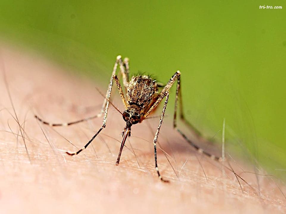 Mosquitos.