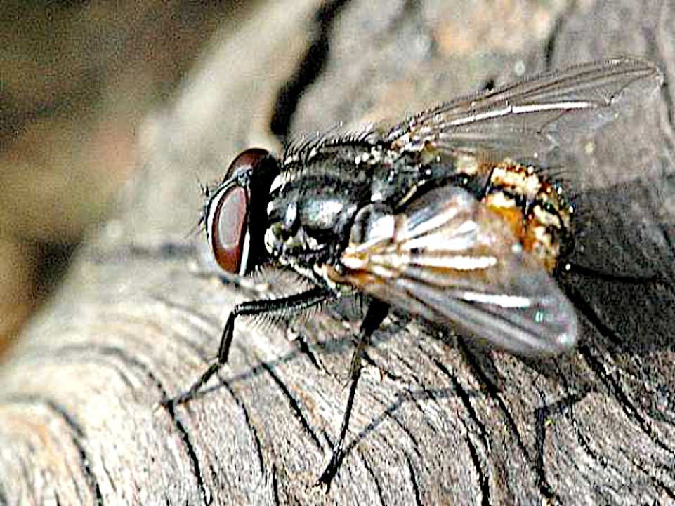 Mosca doméstica macho, foto de James Lindsey's Ecology of Commanster.