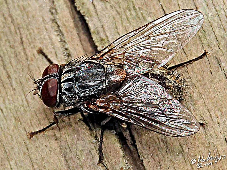 Muscina stabulans falsa, macho