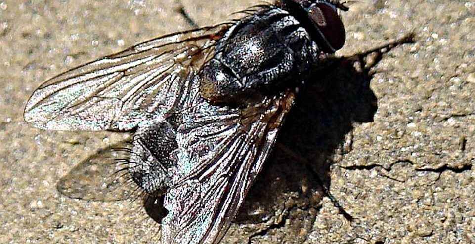 M. stabulans falsa, cabeza, foto Holguer Lopezun
