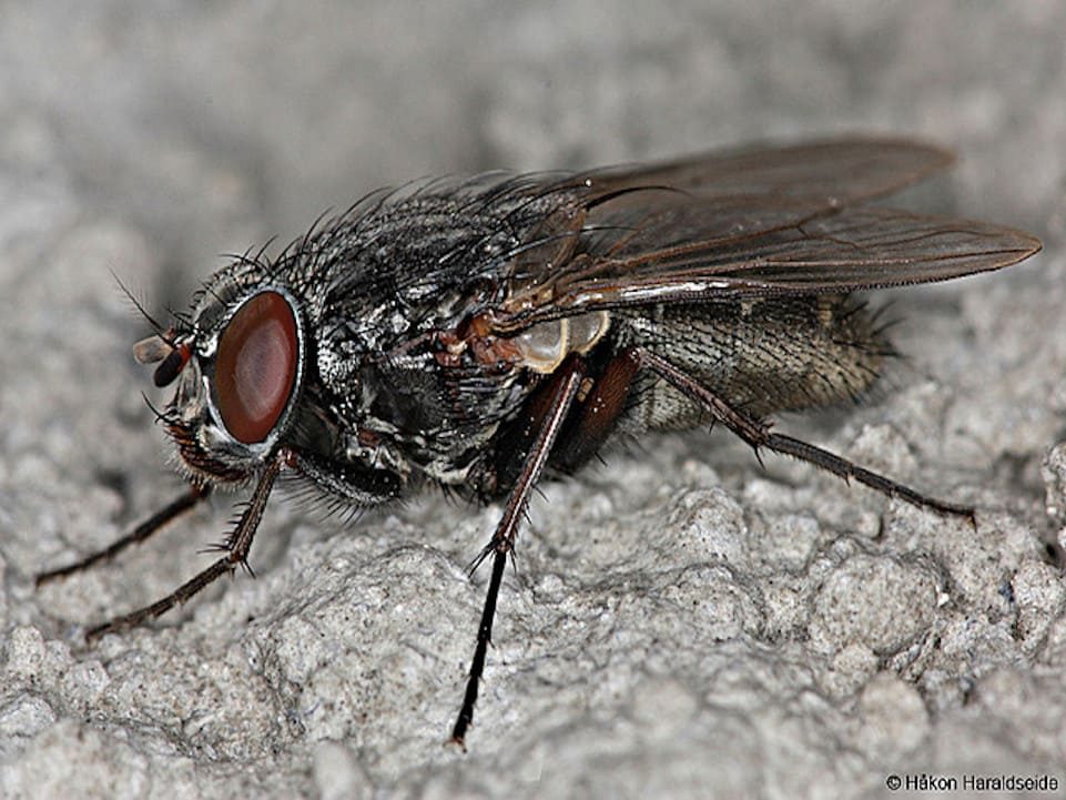 Muscina stabulans falsa, macho