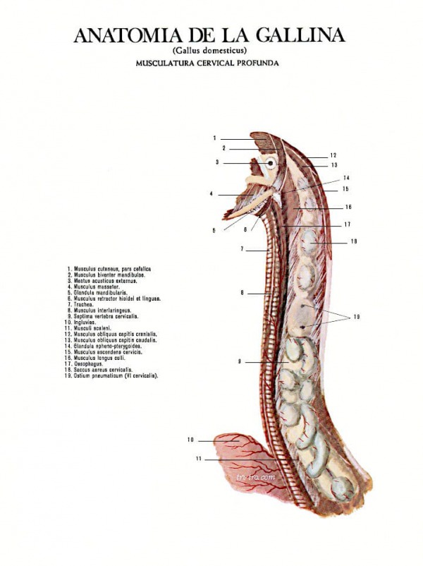 Musculatura Cervical profunda gallus domesticus.