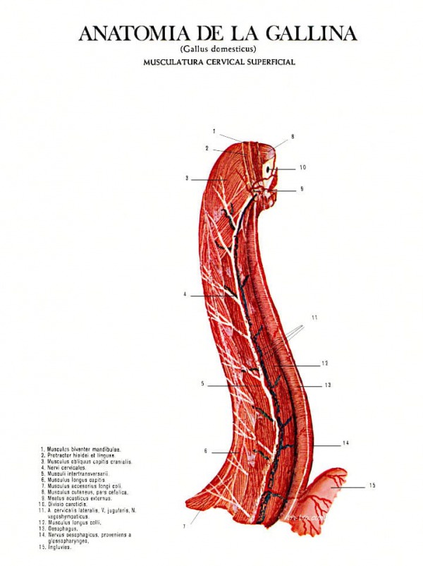 Musculatura cervical superficial gallus domesticus.
