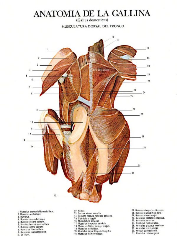 Musculatura dorsal del tronco gallus domesticus