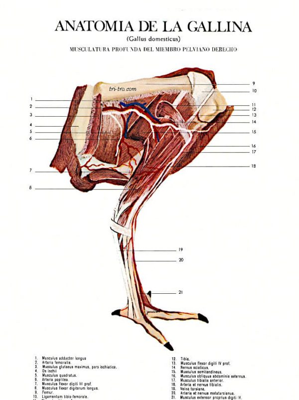 Musculatura profunda del miembro pelviano derecho gallus domesticus.
