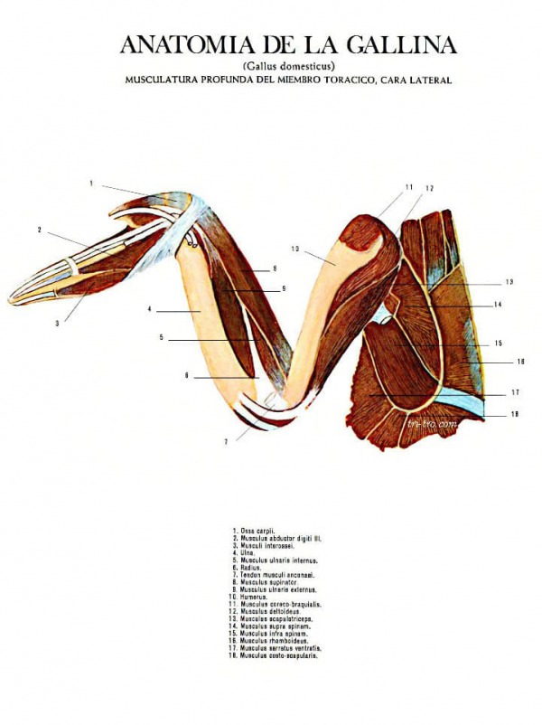 Musculatura profunda del miembro torácico, cara lateral gallus domesticus.