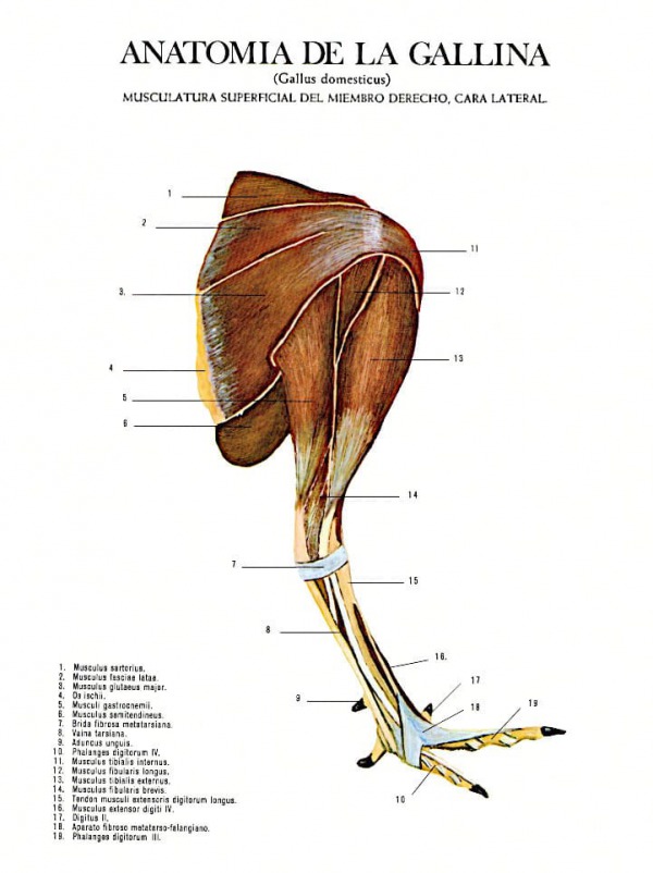 Musculatura superficial del miembro derecho, cara lateral gallus domesticus.
