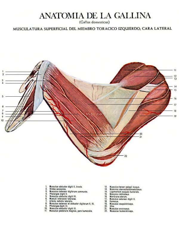Musculatura superficial del miembro torácico izquierdo, cara lateral gallus domesticus.